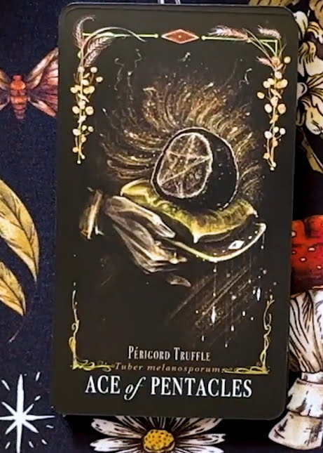 Midnight Magic: A Tarot Deck of Mushrooms